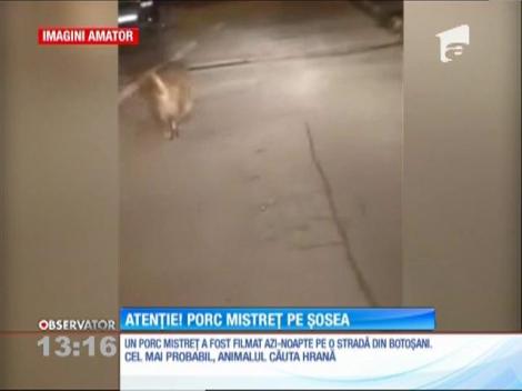 Un mistreţ a fost filmat cu un telefon mobil pe o stradă din Botoşani