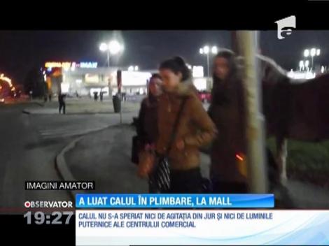A luat calul la plimbare, la mall!