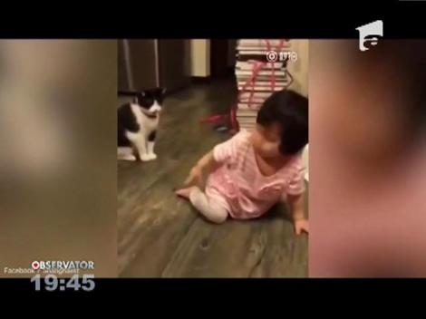 Răzbunarea unei pisici geloase