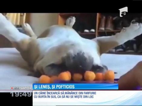 Cel mai leneş şi răsfăţat câine