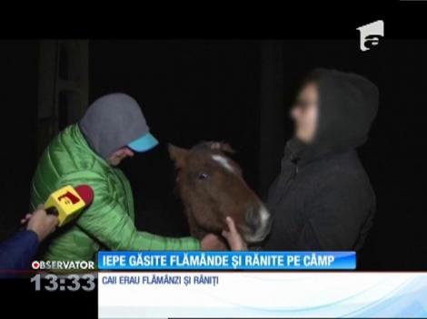 Imagini dezolante la marginea oraşului Mizil din Prahova. Două iepe au fost găsite rănite şi flămânde