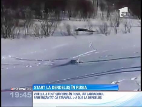 Un câine se distrează pe derdeluş