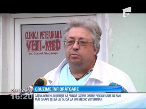 Un nou caz de cruzime! Zece pisici au fost opărite cu apă fierbinte la Galaţi