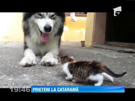 Prietenia dintre un husky şi un pui de pisică face senzaţie pe Internet