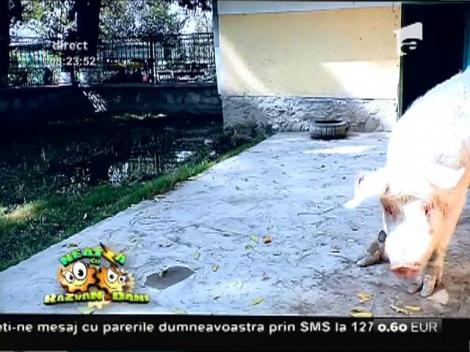 Smiley News: El este singurul porc din Afganistan