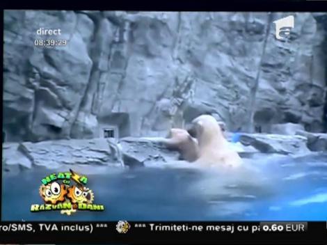 Smiley News: Ce face mama urs când vede că puiul are nevoie de ajutor