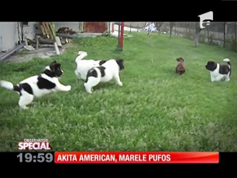 SPECIAL! Akita american, marele pufos