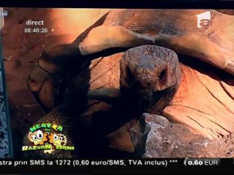 Smiley News: Broască testoasă spune ”Oau!”