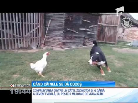 Când câinele se dă cocoş