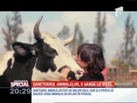 Special! Sanctuarul animalelor, o șansă la viață