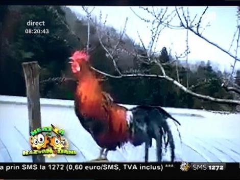 Smiley News: Cocoşul lui Ilie Dobre