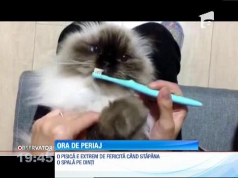 O pisică e extrem de fericită când stăpâna o spală pe dinți