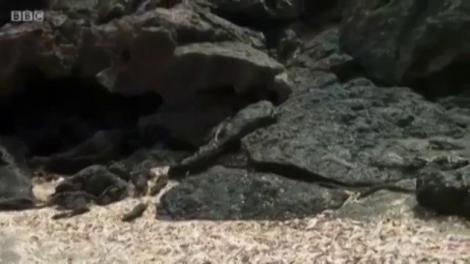 Posibil cea mai tare scenă de documentar difuzată vreodată! 9.000.000 de oameni au privit o iguană care dansează printre zeci de șerpi ce vor s-o facă friptură!