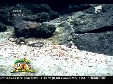 Smiley News: Iguana care driblează șerpi!