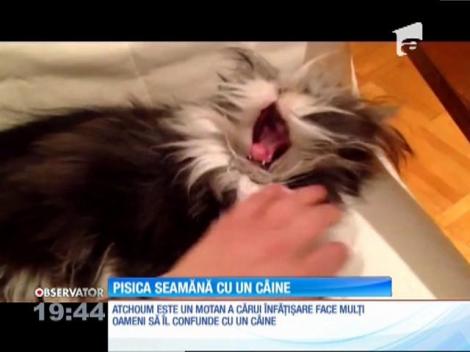 Ala, bala, portocala! E câine sau pisică?! Atchoum este un motan a cărui înfățișare face mulți oameni să îl confunde cu un câine