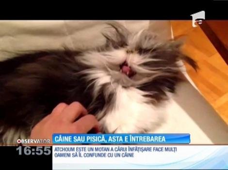 Motanul care seamănă cu un câine