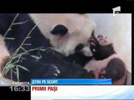 Video adorabil! Primii paşi făcuţi de un ursuleţ PANDA au devenit virali. Milioane de oameni din întreaga lume au văzut acest clip