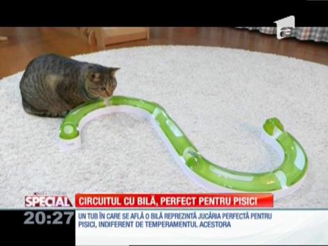 Special! Circuitul cu bilă, perfect pentru pisici
