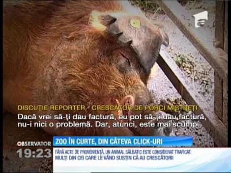 Animalele sălbatice se vând ușor pe internet