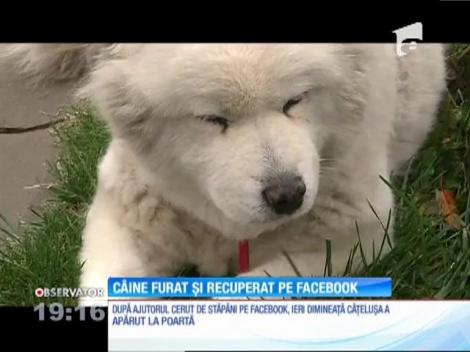 Proprietarii unei cățelușe din Constanța au cerut ajutorul pe Facebook pentru a găsi câinele furat din fața porții