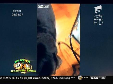 Ha, ha, ha! Domnilor, îl învățăm să care și sticle de vin?! Câinele care nu latră și nu păzește pe nimeni! Aduce stăpânului  berea din frigider!