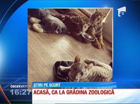 Grădina zoologică din casă