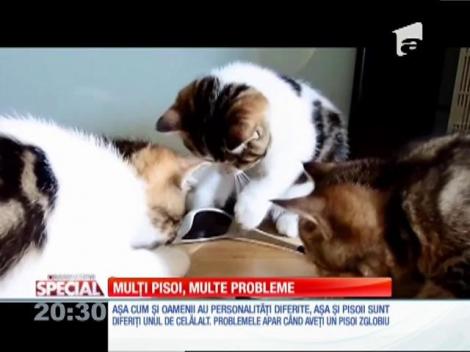Special! Mulți pisoi, multe probleme