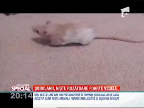 Special! Șobolanii, niște rozătoare foarte vesele