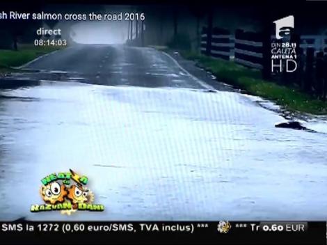 Smiley News: Atenție, somoni pe șosea!