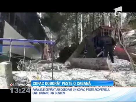 Cabană distrusă de un copac