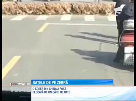 O şosea din China a fost blocată de un cârd de raţe