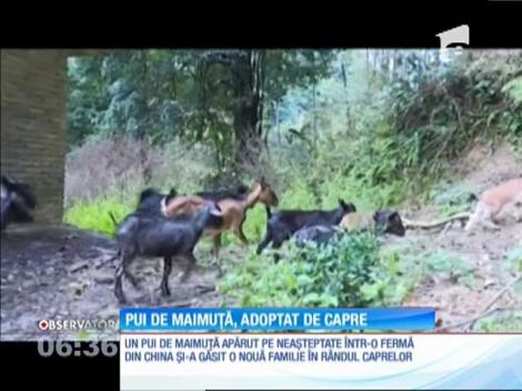 Un pui de maimuţă şi-a găsit o nouă familie în rândul caprelor