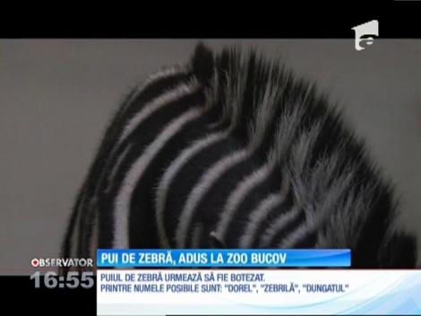 Un pui de zebră este cel mai noul locatar de la Grădina Zoologică din Bucov