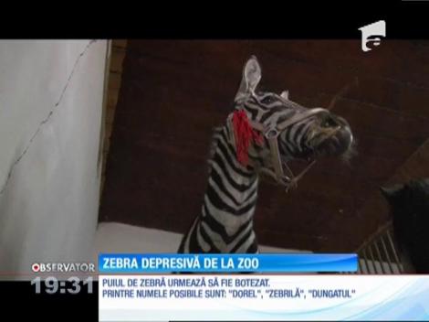 O zebră este noul locatar al Grădinii Zoologice din Bucov, dar are probleme de acomodare. Ca să nu mai stea singur, îngrijitorii i-au adus un ponei, pe care l-au colorat în alb şi negru