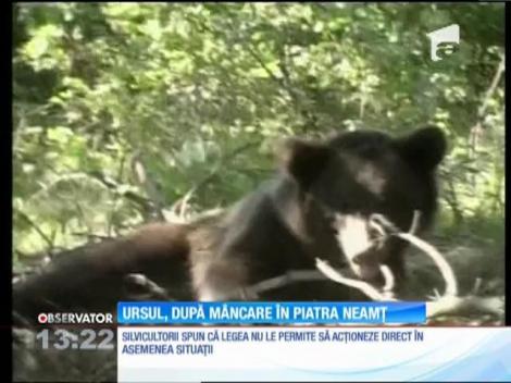 Un urs de talie mare, după mâncare în Piatra Neamţ