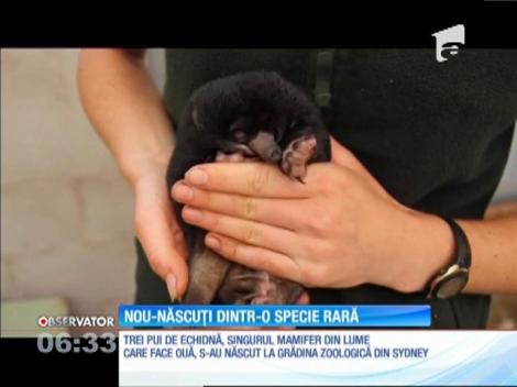 Trei pui de echidna au venit pe lume la grădina zoologică din Sydney