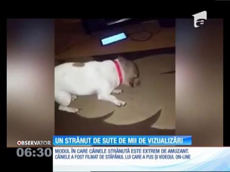 VIDEO VIRAL! Hapciu canin? Mai bun ca orice banc! Un cățel face furori pe internet cu modul în care strănută