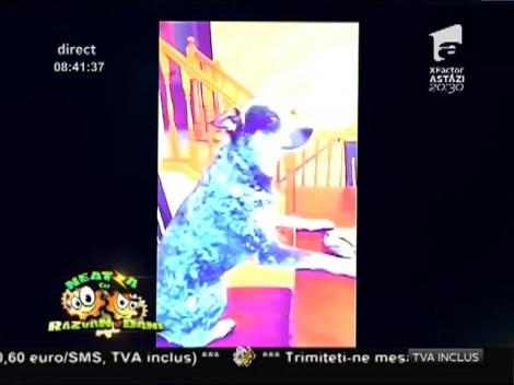 Smiley news: "Mannequin Challenge" - Câine surprins în ipostaze inedite