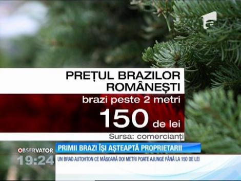 Primii brazi pentru Crăciun au ajuns deja în magazine