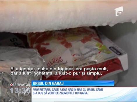 Urşii gunoieri de la noi au prieteni în Statele Unite ale Americii. Un urs a dat iama în frigiderul unor americani, aflat în garaj
