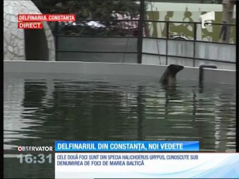 O familie de foci de Marea Baltică, noua vedetă de la Delfinariul din Constanţa