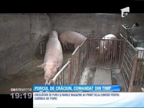 Porcul de Crăciun, comandat din timp