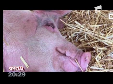 Special! Pigcasso, porcul care pictează