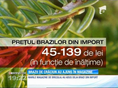 Brazii pentru Crăciun au ajuns în magazine