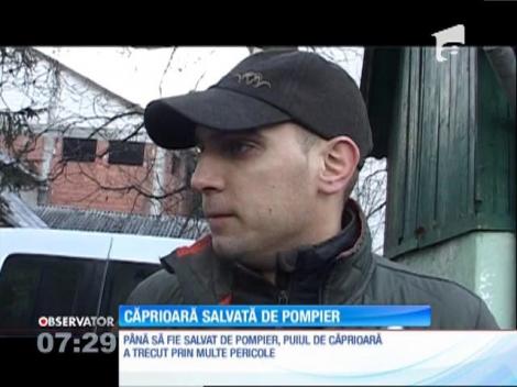 Un pui de căprioară, salvat de la moarte sigură de un pompier