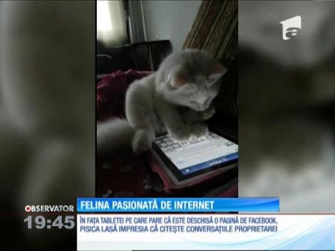 Pisica pasionată de internet