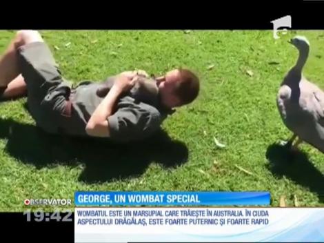 George, un wombat care se crede câine