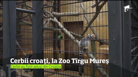 Trei locatari noi la Grădina Zoo din Tîrgu Mureş