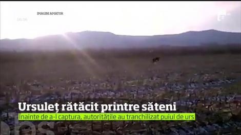 Un pui de urs le-a făcut o vizită surpriză locuitorilor unei comune din judeţul Bacău