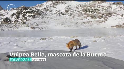 Vulpea Bella, mascota de lângă Lacul Bucura